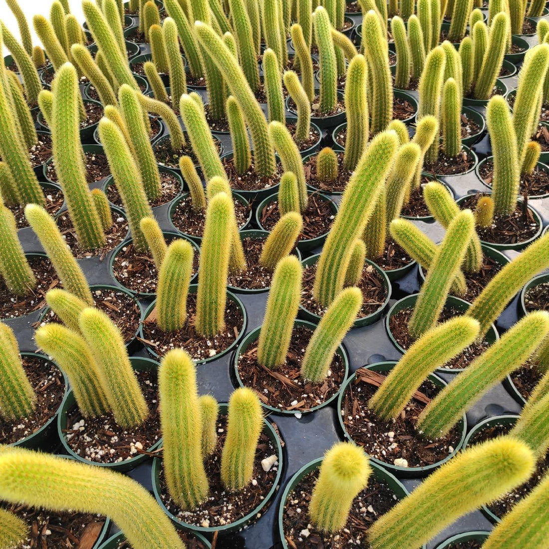 6" Cactus Foxtail plant photo