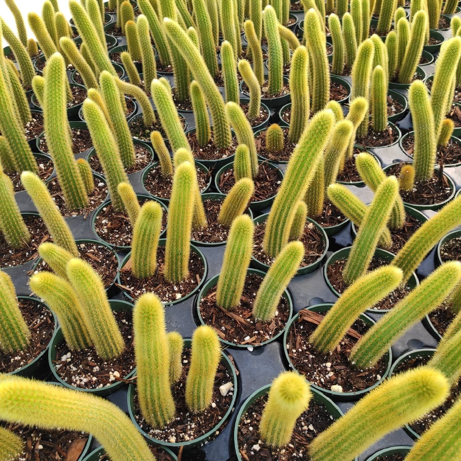 6" Cactus Foxtail plant photo