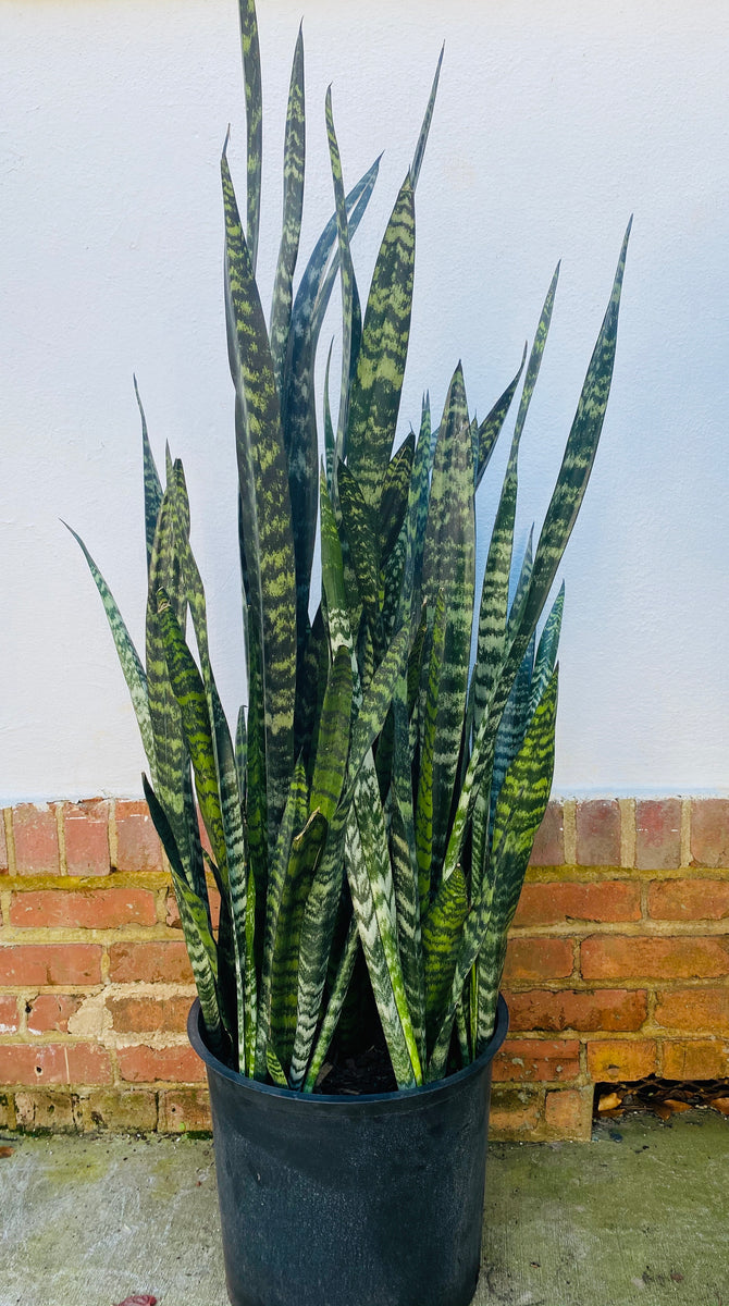 14" Sansevieria Wintergreen plant photo