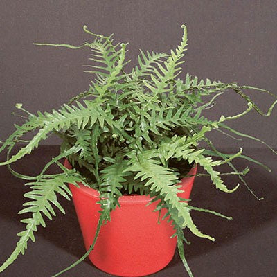 Dragontail Fern 