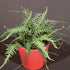 Dragontail Fern 