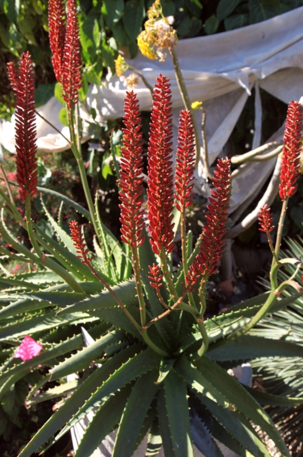 7" Aloe Erik the Red plant photo