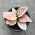 4" Aglaonema Geely Red plant photo