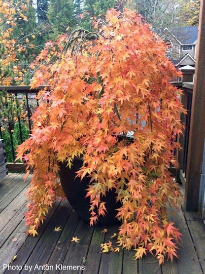 Japanese Maple &