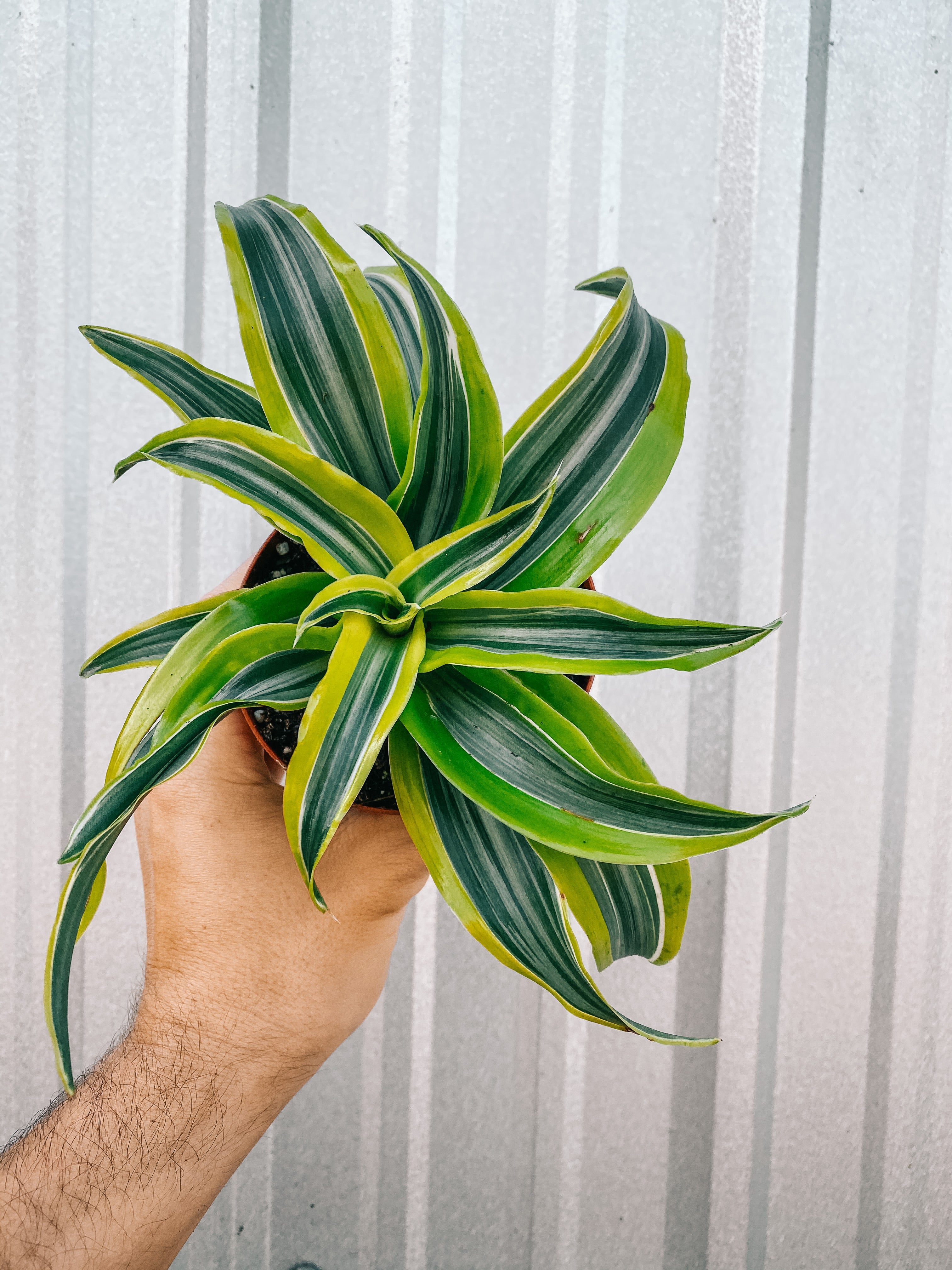 4" Dracaena plant photo