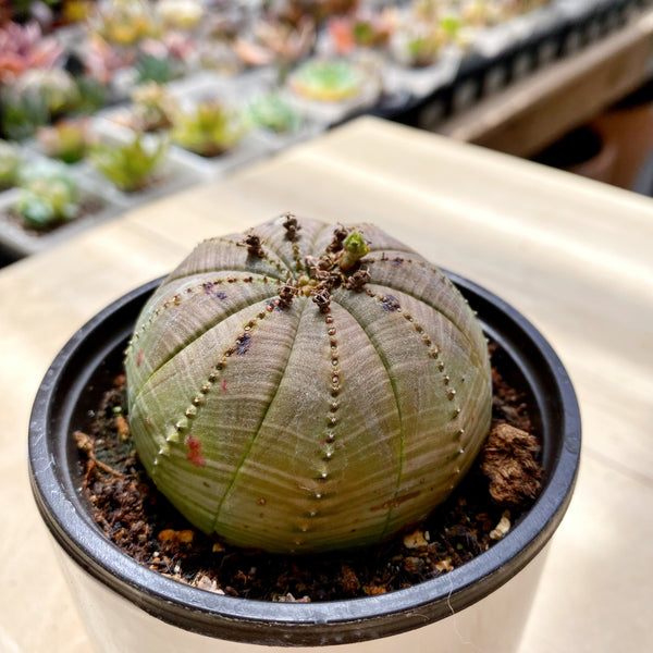 6" Euphorbia Obesa plant photo