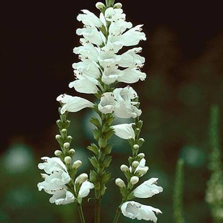 Physostegia Miss Manners Obedient Plant 1 gal