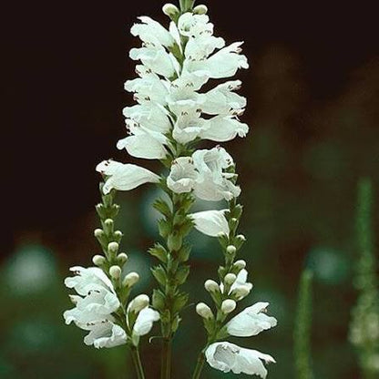 Physostegia Miss Manners Obedient Plant 1 gal