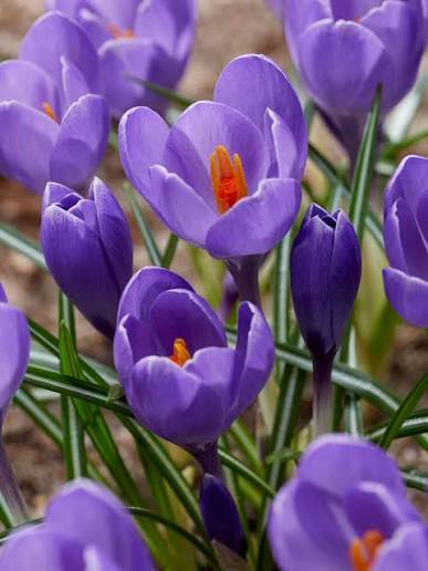 Crocus Aqua Bulbs