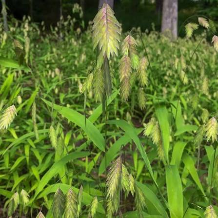Grass Chasmanthium lat River Oats 1gl
