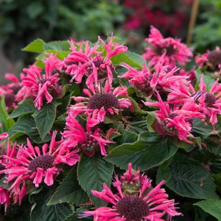 Monarda Bee You Bee Merry Beebalm 1 gal