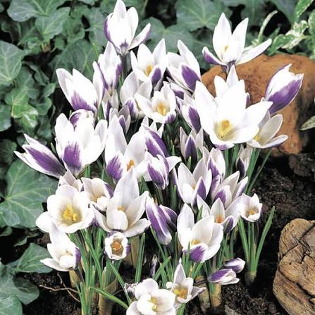 Crocus Lady Killer Bulbs