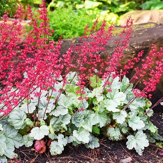 Heuchera Spearmint 1 gal