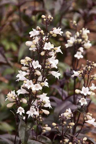 Husker Red Penstemon 1 gal