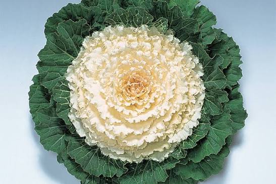 Ornamental Kale Pigeon White 6"