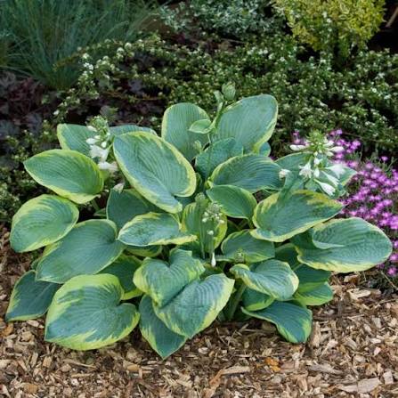 Hosta Frances William  1 gal