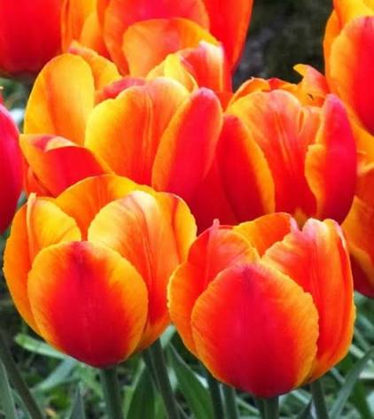 Tulip Flair Bulbs