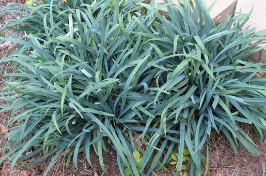 Blue Bunny Sedge (Carex laxiculmis &