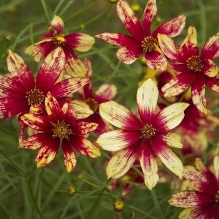 Coreopsis Route 66 1gl
