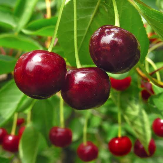 Sweet Cherry &