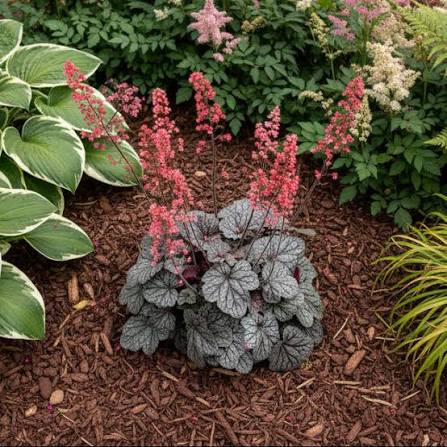 Heuchera Glazed and Confused 1gl