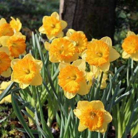 Narcissus Bright Corsage Daffodil Bulbs