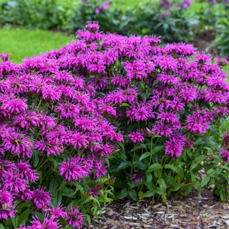 Monarda Electric Neon Purple 1 gal