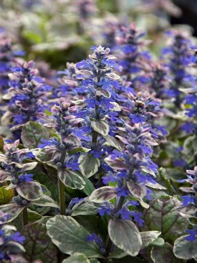 Ajuga Burgundy Glow 6pk