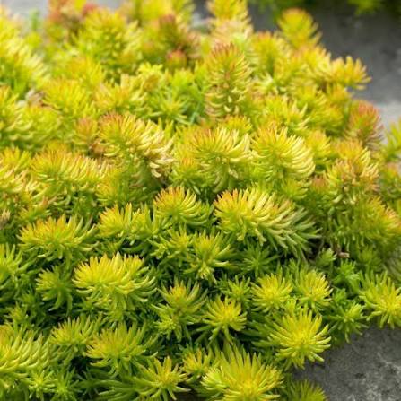 Sedum Angelina  qt