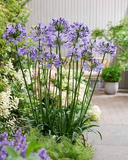 Agapanthus Poppin Star 1 gal