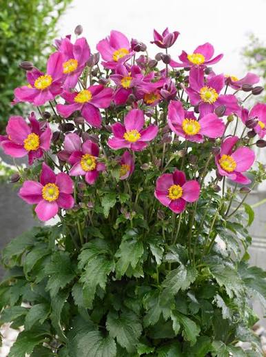 Anemone Fantasy Red Riding Hood 1 gal