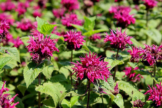 Monarda Bee You Bee True Beebalm 1gl