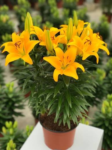Lillium Asiatic Tiny Bee 1 gal