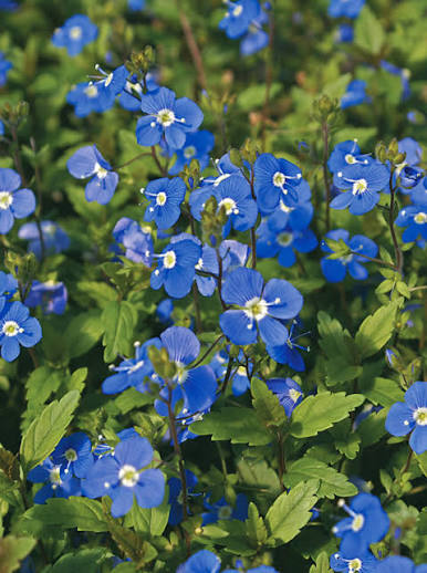 Veronica Georgia Blue Speedwell 1gl