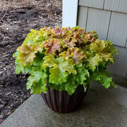 Heuchera Dolce Apple Twist 1gal