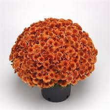 Mum Blazing Orange 9"