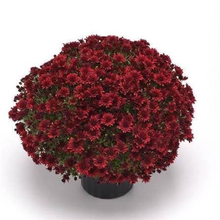 Mum Roaring Red 9"