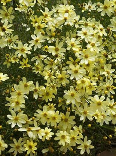 Coreopsis Moon Beam qt