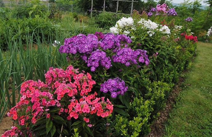 Garden phlox paniculata 1 qt