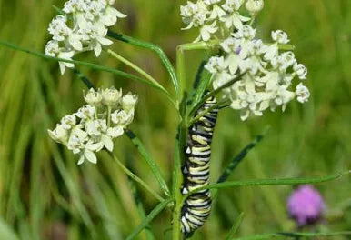 Asclepias incarnata Whorled Milkweed qt