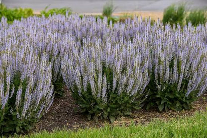 Salvia Perfect Profusion 1 gal