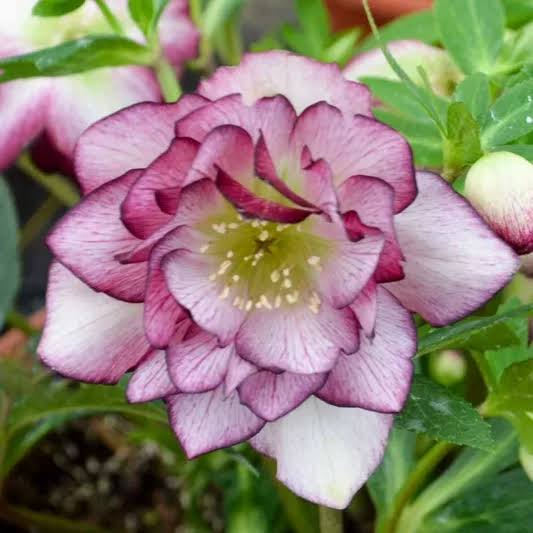 Helleborous Blushing Bridesmaid 1 gal