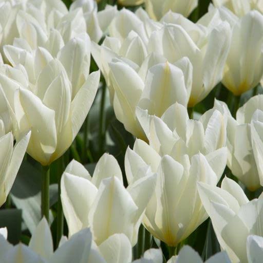 Tulip White Emperor Bulbs