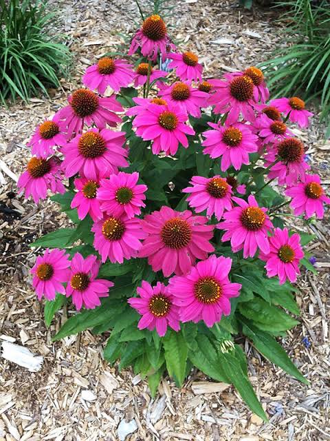 Echinacea PowWow Wildberry Coneflower qt