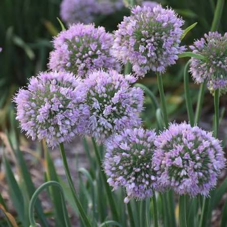 Allium ‘Bubble Bath’ 1 gal