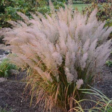 Korean Feather Reed Grass 4"