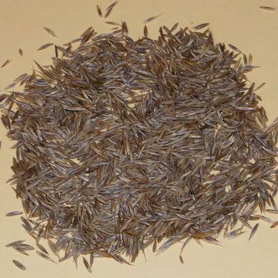 Jaguar grass seed