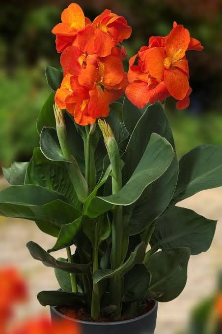 Cana Lily Happy Cleo®