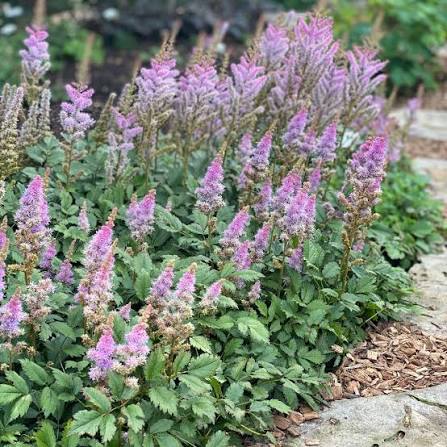 Astilbe pumila qt