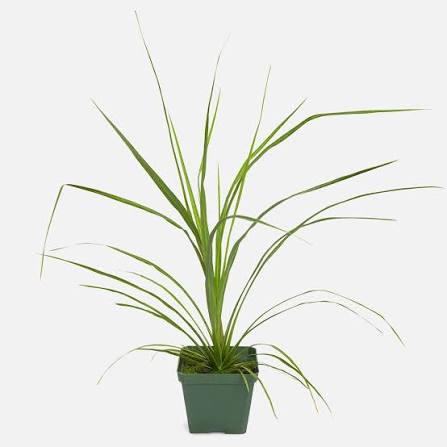 4" Dracaena Spike